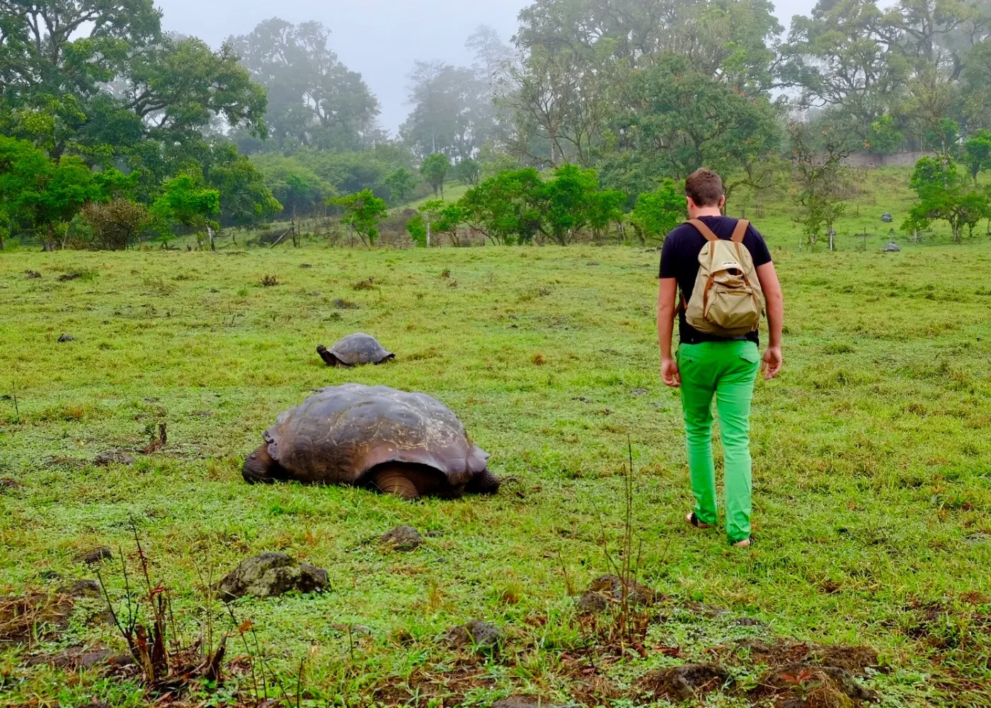 Żółwie olbrzymie na Galapagos